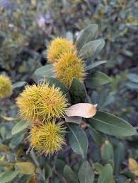 Attēlu rezultāti vaicājumam “Ophiotheca chrysosperma sessile”