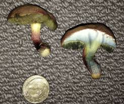 Attēlu rezultāti vaicājumam “Xerocomus chrysenteron”