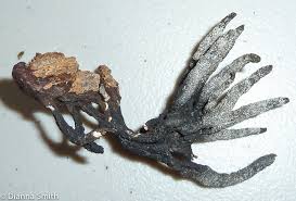 Attēlu rezultāti vaicājumam “Xylaria hypoxylon”