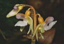 Attēlu rezultāti vaicājumam “Epipogium aphyllum flower”