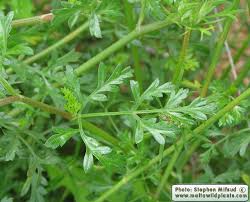 Attēlu rezultāti vaicājumam “Daucus carota subsp. carota leaf”