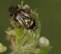 Attēlu rezultāti vaicājumam “Orthops basalis”