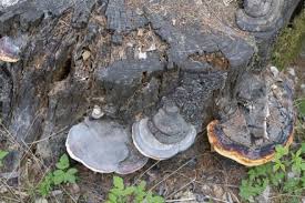 Attēlu rezultāti vaicājumam “Fomitopsis pinicola”