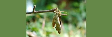 Attēlu rezultāti vaicājumam “Mimas tiliae”