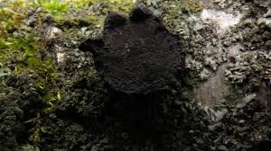 Attēlu rezultāti vaicājumam “Biscogniauxia repanda”