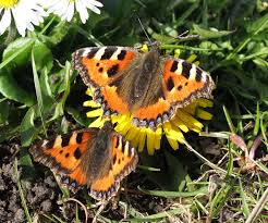 Attēlu rezultāti vaicājumam “Aglais urticae”