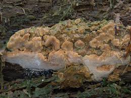 Attēlu rezultāti vaicājumam “Rigidoporus crocatus”