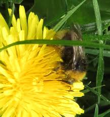 Attēlu rezultāti vaicājumam “Psithyrus sylvestris”