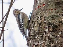 Image result for Sphyrapicus varius