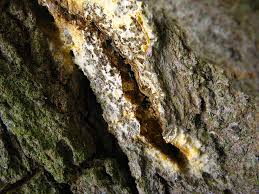 Attēlu rezultāti vaicājumam “Coniophora puteana”