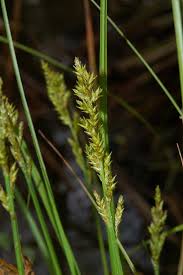 Attēlu rezultāti vaicājumam “Carex elongata”