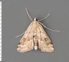 Attēlu rezultāti vaicājumam “Parapoynx stratiotata male”