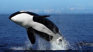 Image result for Orcinus orca