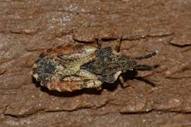 Attēlu rezultāti vaicājumam “Aradus betulae”