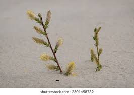 Attēlu rezultāti vaicājumam “Salix repens subsp. rosmarinifolia flower”