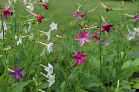 Image result for Nicotiana x sanderae
