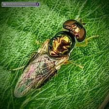 Attēlu rezultāti vaicājumam “Clitellaria ephippium”