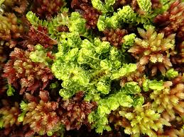 Attēlu rezultāti vaicājumam “Lophozia laxa”