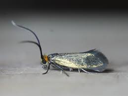 Attēlu rezultāti vaicājumam “Adelidae”