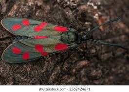 Attēlu rezultāti vaicājumam “Zygaena filipendulae”