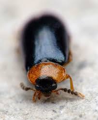 Attēlu rezultāti vaicājumam “Tetratoma fungorum”