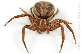 Attēlu rezultāti vaicājumam “Xysticus bifasciatus female”