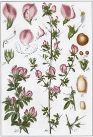 Attēlu rezultāti vaicājumam “Ononis arvensis”