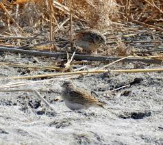 Image result for Calandrella rufescens