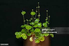 Attēlu rezultāti vaicājumam “Hydrocotyle vulgaris”