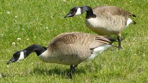 Image result for Branta canadensis