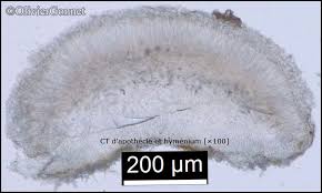 Attēlu rezultāti vaicājumam “Biatora sphaeroides”