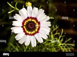 Image result for Gaillardia amblyodon