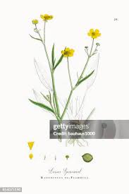 Attēlu rezultāti vaicājumam “Ranunculus flammula”