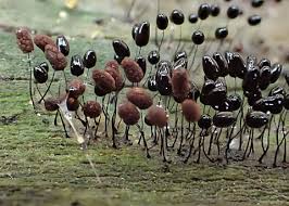 Attēlu rezultāti vaicājumam “Comatricha tenerrima spores”