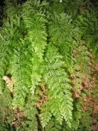 Attēlu rezultāti vaicājumam “Trichia alpina sessile”