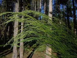 Attēlu rezultāti vaicājumam “Polymerus palustris”