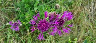 Attēlu rezultāti vaicājumam “Centaurea scabiosa flower”