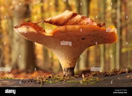 Attēlu rezultāti vaicājumam “Polyporus varius”