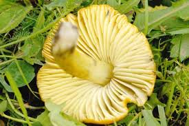 Attēlu rezultāti vaicājumam “Hygrocybe acutoconica”