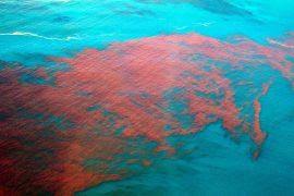 Attēlu rezultāti vaicājumam “Riccardia latifrons”