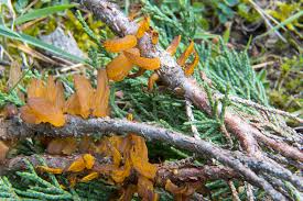 Attēlu rezultāti vaicājumam “Gymnosporangium sabinae”