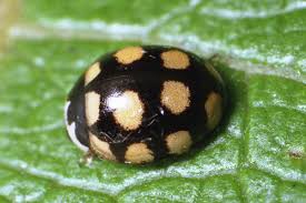 Attēlu rezultāti vaicājumam “Coccinula quatuordecimpustulata”