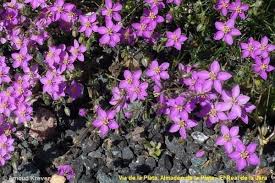 Attēlu rezultāti vaicājumam “Spergularia rubra”