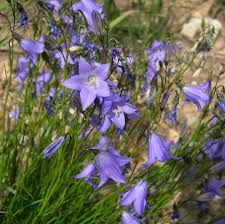 Image result for Campanula formanekiana