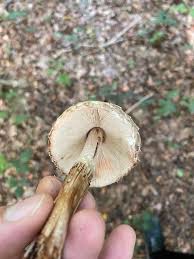 Attēlu rezultāti vaicājumam “Macrolepiota rhacodes”