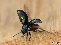 Attēlu rezultāti vaicājumam “Phaedon cochleariae”