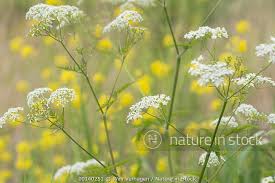 Attēlu rezultāti vaicājumam “Anthriscus sylvestris flower”