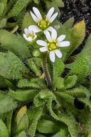 Attēlu rezultāti vaicājumam “Erophila verna flower”