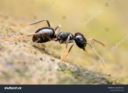 Attēlu rezultāti vaicājumam “Lasius fuliginosus”