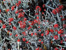 Attēlu rezultāti vaicājumam “Cladonia floerkeana”